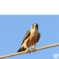 گونه شاهين Barbary Falcon